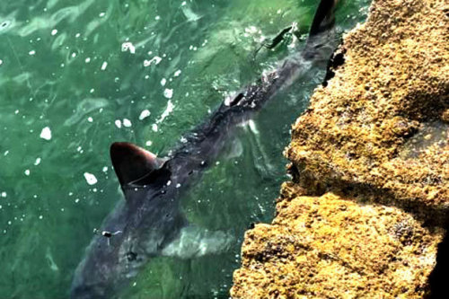 The porbeagle is known for a particularly unusual behavioural trait: it is one of the very few fish 