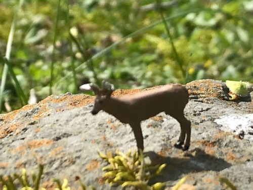 Deer!