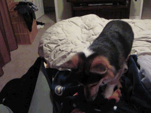 owlberta:  grim-badwolf:  grim-badwolf:  Ein decided he didn’t want me to go to