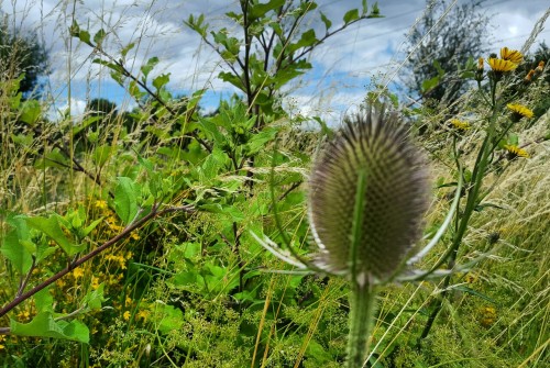 Wildflowers & pollinators