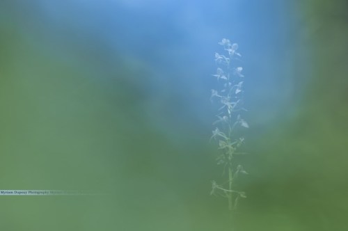  Apparition, June 2014 - Platanthera chlorantha/wild orchid (eventually found one!!! Yes yes !) (Nik