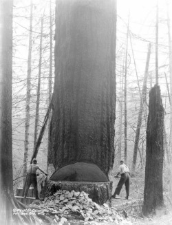 courageous-and-strong:  memoriastoica:  Logging the old fashioned way in Corvallis, Oregon.  Circa 1910s.