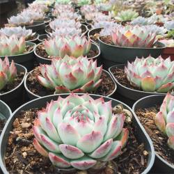 juicykits:  We’ve been shipping the plumpest, juiciest #echeveria tippies to our customers. Want one? Order at Juicykits.com 🌺🌵❤️📦💦