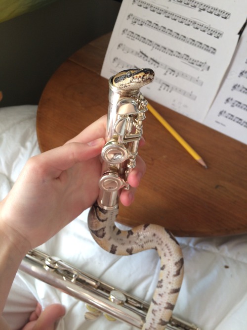 smileythesnake: NO YOU CANT DO THAT [two images of a snake that has crawled into a flute] @artemisel