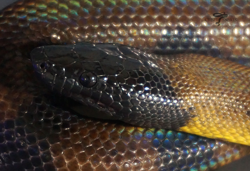 Tonic - Bismarck Ringed python (Bothrochilus boa)