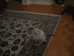 vexstacy:  johnnifish:  raserus:  ayykae:  whorederves:  biliouskaiju:  My new favorite gif set.   I fucking love cats  I fucking lost it at the vacuum.  cats are aliens and i love them  THE FOURTH ONE THO  just laughed so hard i drooled