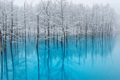 bobbycaputo:Beautiful Blue Pond in Japan Turns Spectacularly GreenSimply known as the “Blue Pond,” t