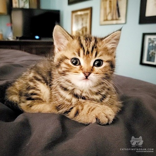 Catsofinstagram:  From @Tepopo_Cat: “Prince Tepopo Of Vinsterfell Is Home. He Cries