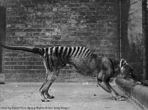 ultradude13:A thylacine or “Tasmanian Tiger” in captivity,circa 1930. The last thyl