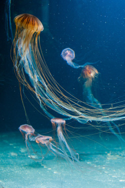 magicalnaturetour:  Jellyfish by Ace Heart