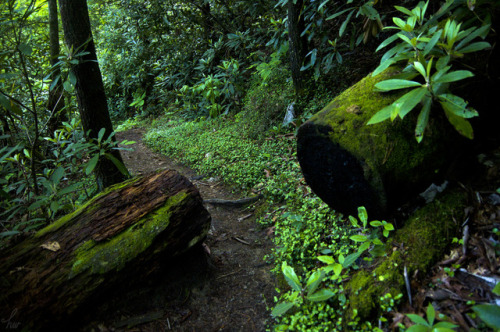 frolicingintheforest:Mountain pathways.