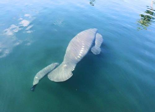 Manatee TwinsVisitors to Homosassa Springs Wildlife State Park have an opportunity to see a rare sig