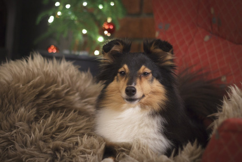 spartathesheltie:when u accidentally make ur holiday shoot too warm n cozy you have to force ur dog 