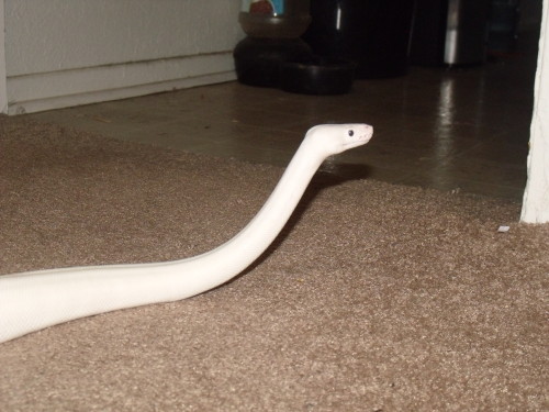 i-m-snek:Leliana shed! She’s approaching 2000g fast, and doesn’t seem to be stopping :P Maybe she’ll