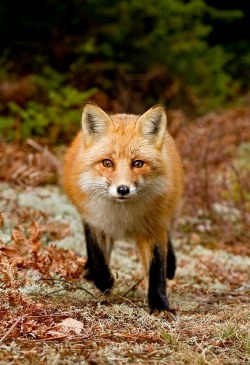 beautiful-wildlife:  Red Fox by Anupam Dash