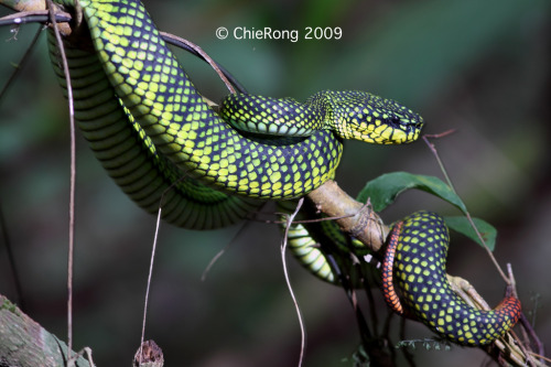 exotic-venom:Malcolm’s pitviper (Trimeresurus sumatranus malcomi)East Malaysia at 1,000-1,600 m elev