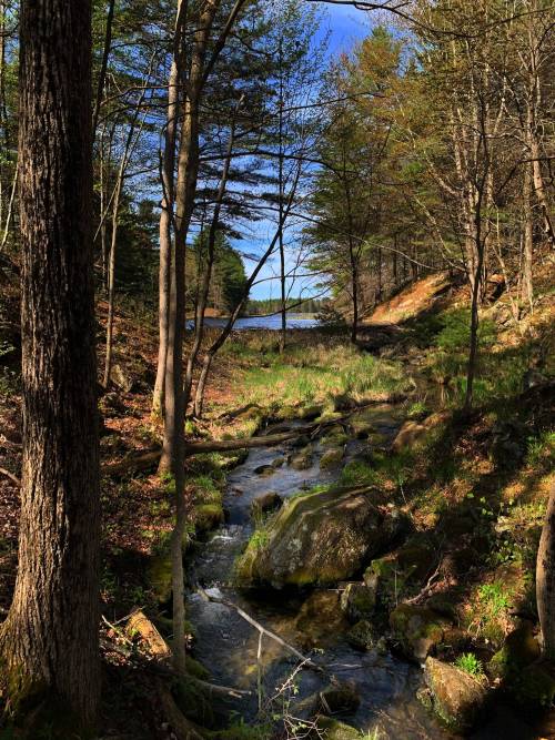 oneshotolive:  Big Salmon Lake trail in Frontenac Provincial Park, Ontario Canada [3024x4032] (OC) 📷: lovelyb1ch66 