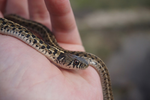 Went herping with a local friend this past weekend and had some nice finds. Spotted an adorable litt