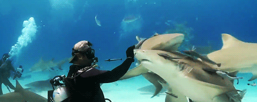 theymademefamous:  giffingsharks:    Taxi the Lemon shark with Eli Martinez    <3  He’s snuggy
