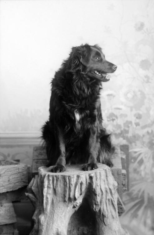 Dog, ca. 1920s-1930s, Sweden.