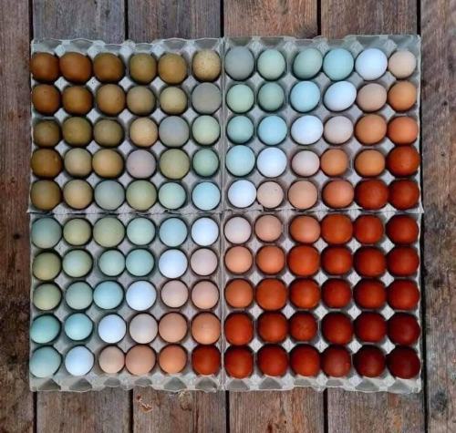 sunsetvisions: From different breeds of chickens, the natural colors of egg shells, so lovely! <3