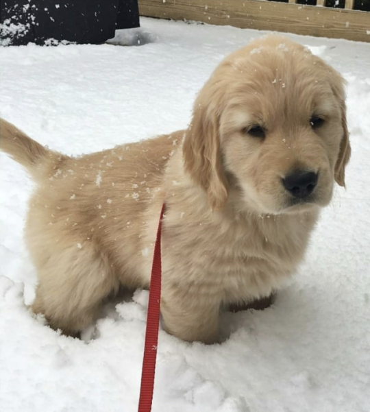 Snow and puppies 😍🐶❄️