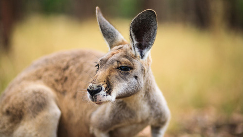 life-never-slows-down:Kangaroo by firecall on Flickr.