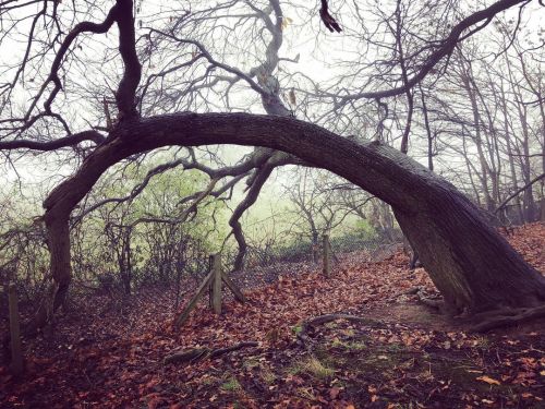 Tree yoga, tiptoeing over the fence, solid and strong, yet more supple than I. .............#yoga #t