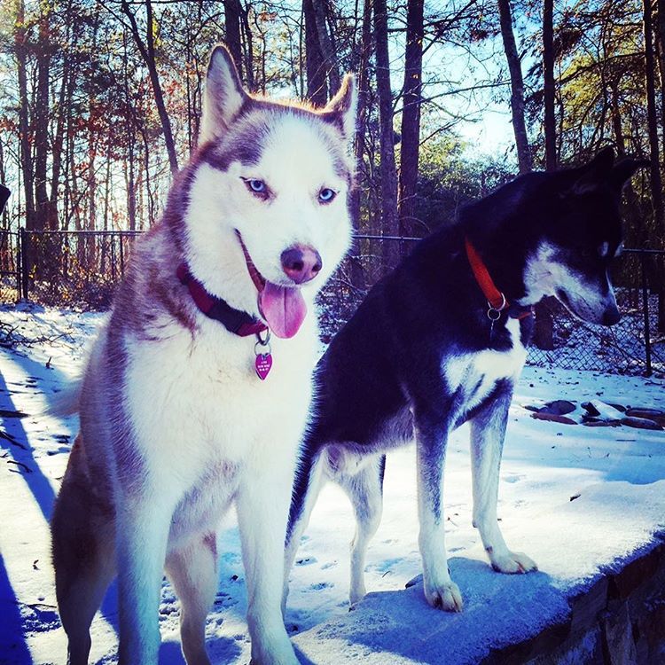 Miss my babes. Of course the day after I leave #GA it snows. ❄️   #huskies #dogsofinsta