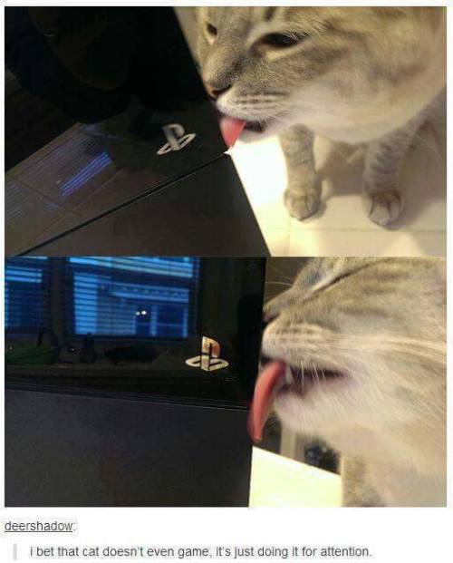 cuteanimalspics:  honestly, where does it end? (Source: http://ift.tt/1IsA3Nj)  LICKING A PLAYSTATION lol