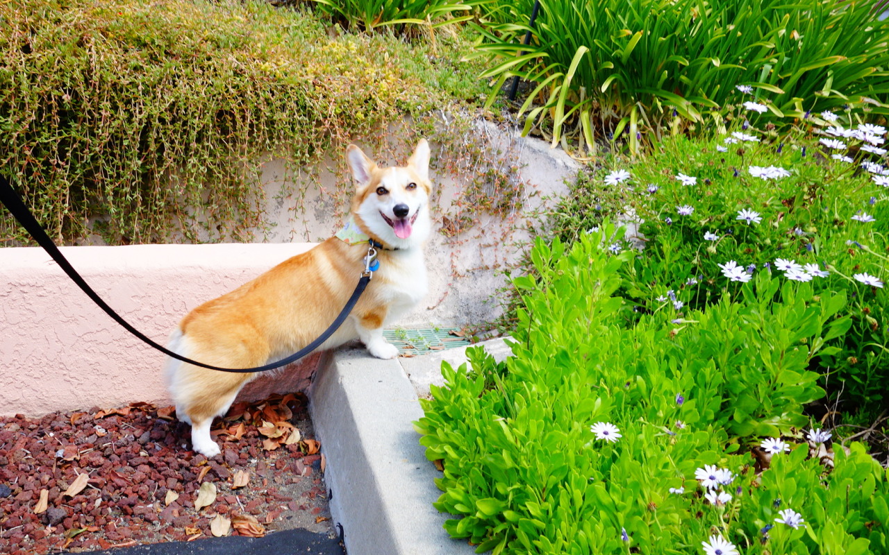 omelettethecorgi:  “Hi my name is Omelette. Let me give you a tour of my garden.”