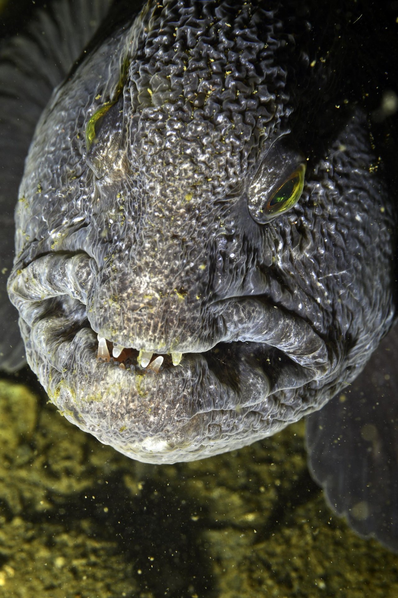 wolf eel diet in captivity wolf eel diet in captivity