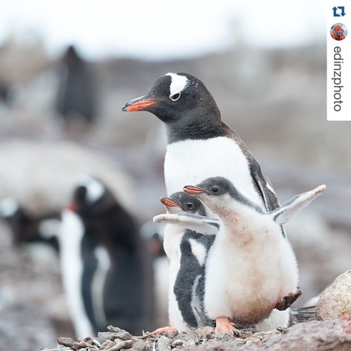 #Repost @edinzphoto with @repostapp. ・・・ Little bit late for #worldpenguinday! A cute family of Gent