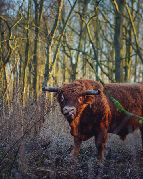 animal portrait