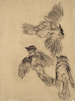 dappledwithshadow: Studies of a Dead Sparrow, Vincent van Gogh 1889-1890 