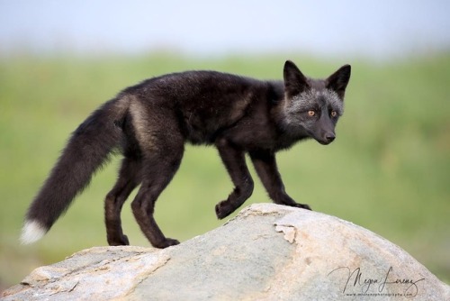 Silver Fox Kit // Megan Lorenz