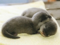 harvestheart:  Snuggling Otter Pups