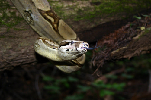 mister-hisser:Blue tongue flick