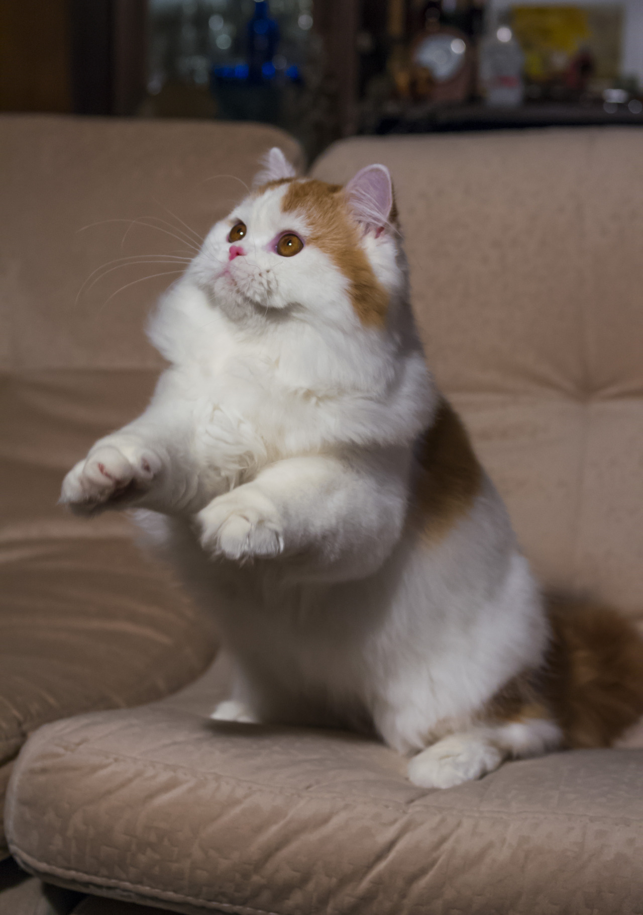 mostlycatsmostly:  (via stierr)