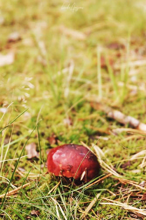 lindagoesmushrooming:Young Russula emetica aka the Sickener, growing in a coniferous forest.As 