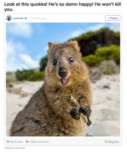 kawaii-flan:  buzzfeed:  Not all Australian animals are trying to kill you. [x]   @darkdiscipleofnyx