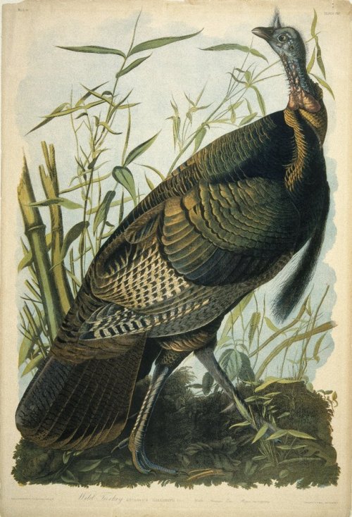 Happy Thanksgiving! This wild turkey is the first plate in the first volume of John James Audubon’s 