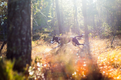bernesemountaingoat: Mana in the sun by hannord