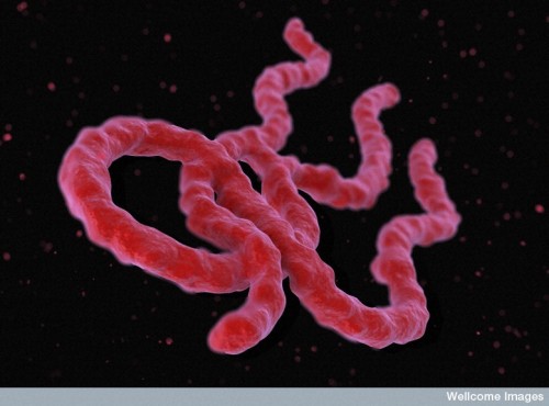 Evolution of Ebola Virus – Where are we now? Scientists continue to study the evolution of th