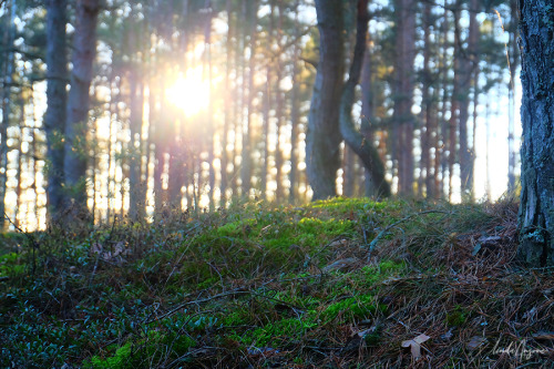 forest photography