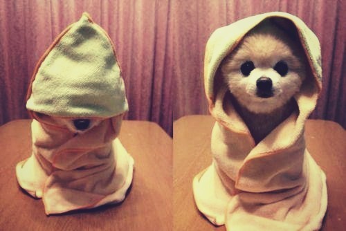 cute-overload:Adorablehttp://cute-overload.tumblr.com source: http://imgur.com/r/aww/b22HPyW