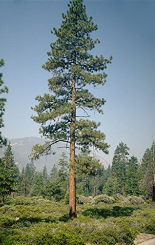 For Some Reason This Seems To Be Every Writers Favorite Tree