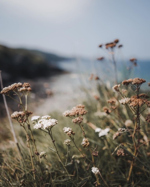 Instagram | Thewildwoodmoth