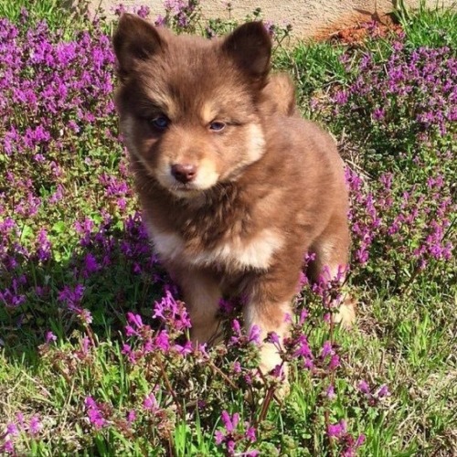 fluffygif:A dog will teach you unconditional love. If you can have that in your life, things won’t b