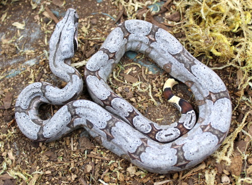 The seven boys from my Aug 6th Silverback BCA litter.Short Tailed Boa / Boa c. amarali